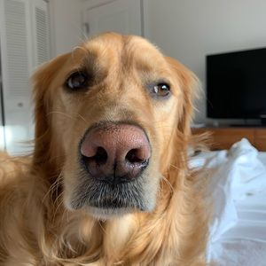 Meet your Posher, Lindsay